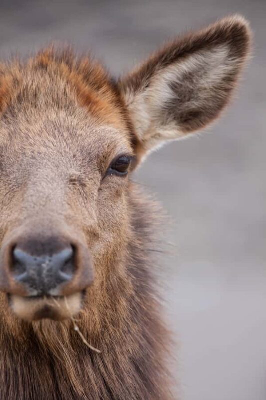 From Jackson Hole: Half-Day Grand Teton Winter Wildlife Tour - Final Thoughts