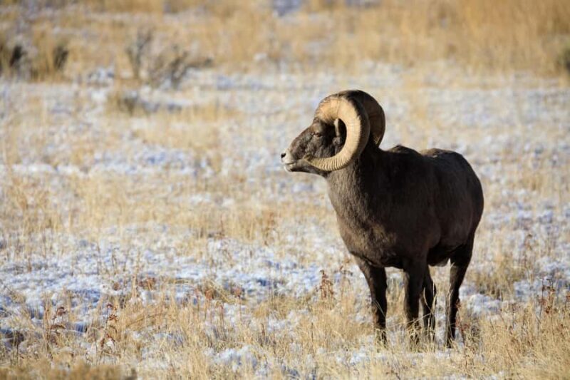 From Jackson Hole: Half-Day Grand Teton Winter Wildlife Tour - FAQ