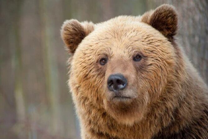 From Jackson Hole: Yellowstone Old Faithful, Waterfalls and Wildlife Day Tour - Exploring the Itinerary in Detail