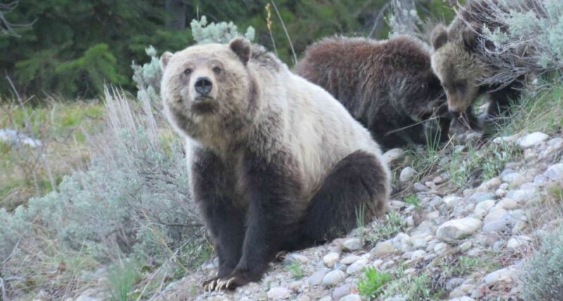 From Jackson: Yellowstone Day Tour Including Entrance Fee - The Experience in Detail