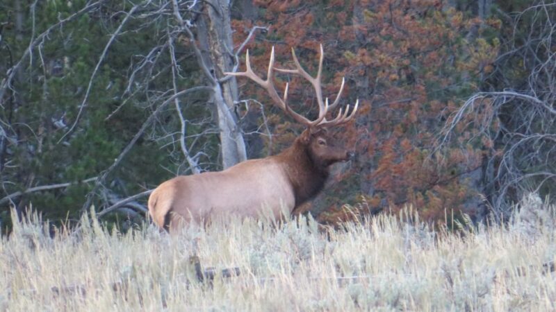 From Jackson: Yellowstone Day Tour Including Entrance Fee - FAQs