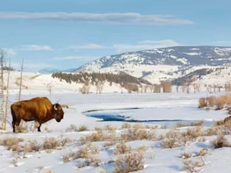 From Jackson: Yellowstone Grand Canyon Snowmobile Tour - From Jackson: Yellowstone Grand Canyon Snowmobile Tour — A Winter Wilderness Adventure
