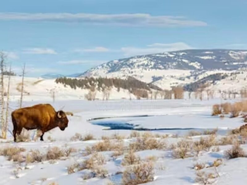 From Jackson: Yellowstone Grand Canyon Snowmobile Tour - FAQs