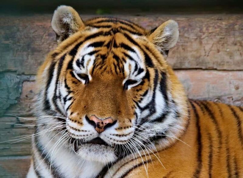 From Jaipur: 2-Day Ranthambore Tiger Safari Tours India - Key Points