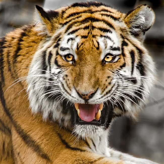 From Jaipur: 2-Day Ranthambore Tiger Safari Tours India - FAQ