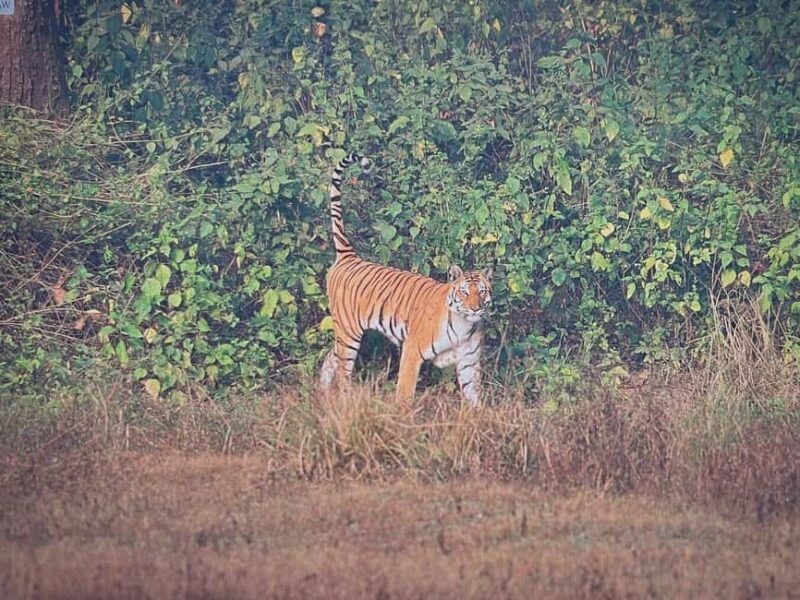 From Jaipur: 2-Day Ranthambore Tiger Safari with transfers - An In-Depth Look at the 2-Day Ranthambore Safari from Jaipur