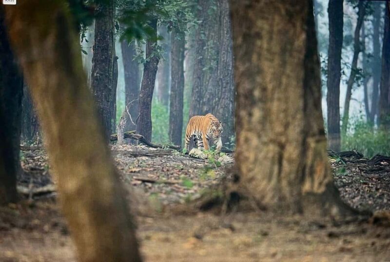 From Jaipur: 2-Day Ranthambore Tiger Safari with transfers - Why This Tour Offers Great Value