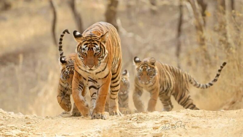 From Jaipur: 2-Day Ranthambore Tiger Safari with transfers - FAQs
