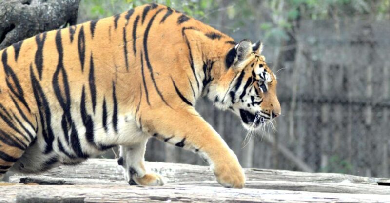 From Jaipur: 2 Days 1 Night Ranthambore Tiger Safari Tour - Practicalities and Value