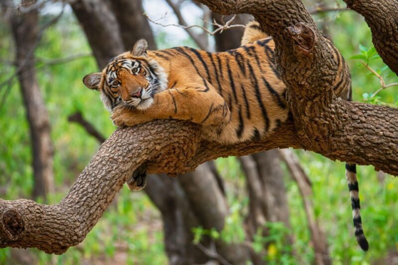 From Jaipur: 2 Days 1 Night Ranthambore Tiger Safari Tour - Who is this tour best suited for?
