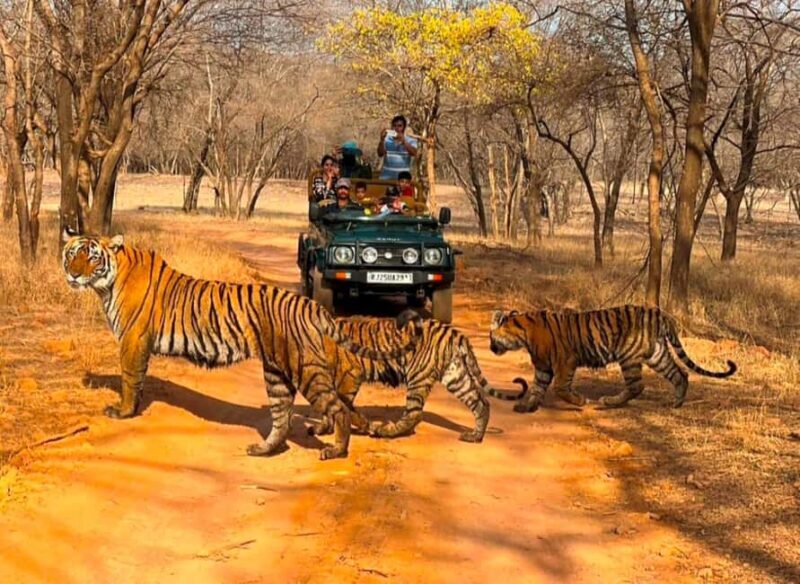 From Jaipur : 2 Days 1 Night Ranthambore Tiger Safari Tour - The Itinerary in Detail