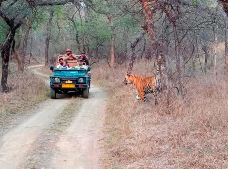 From Jaipur : 2 Days 1 Night Ranthambore Tiger Safari Tour - Potential Drawbacks