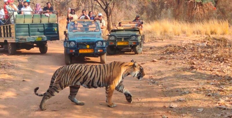 From Jaipur : 2 Days 1 Night Ranthambore Tiger Safari Tour - Who Is This Tour Best For?
