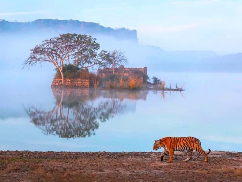 From Jaipur : 2 Days 1 Night Ranthambore Tiger Safari Tour - The Sum Up