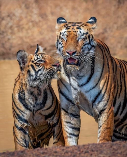 From Jaipur : 2 Days 1 Night Ranthambore Tiger Safari Tour - FAQ
