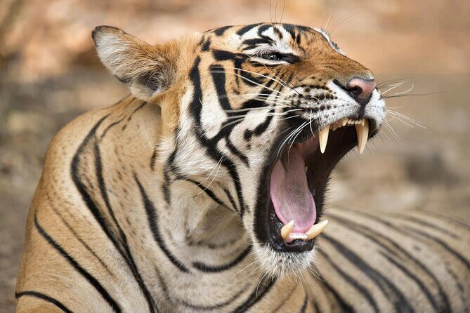 From Jaipur: 2 Days Private Tour of Ranthanbore Tigers Safari - Key Points