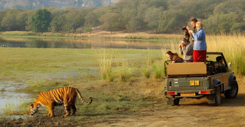 From Jaipur : 2 Days Ranthambore Tiger Safari Tour By Car - From Jaipur: 2 Days Ranthambore Tiger Safari Tour By Car — A Clear-Eyed Look