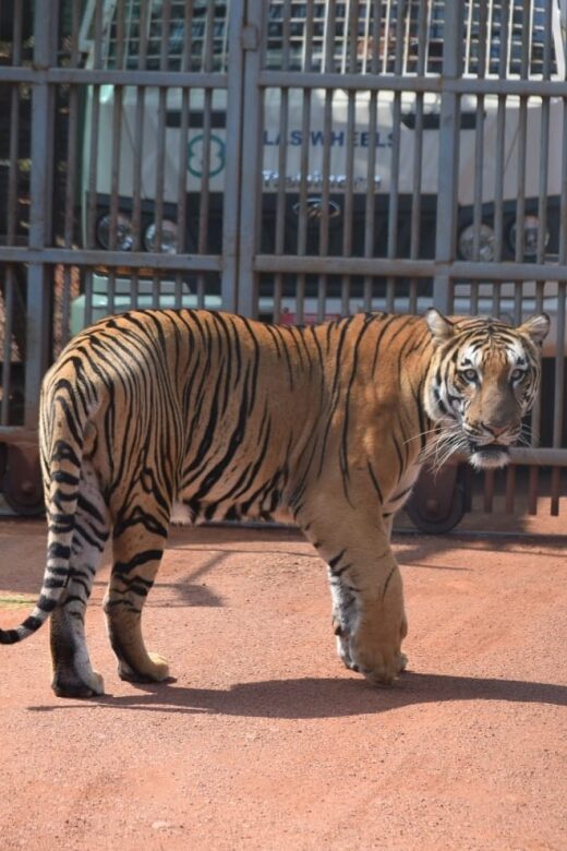 From Jaipur : 2 Days Ranthambore Tiger Safari Tour By Car - Key Points