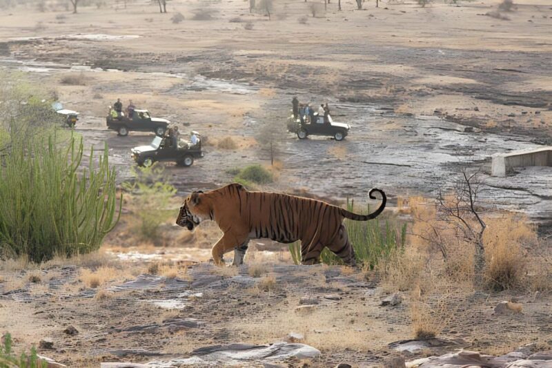 From Jaipur : 2 Days Ranthambore Tiger Safari Tour By Car - What Makes This Tour Stand Out?