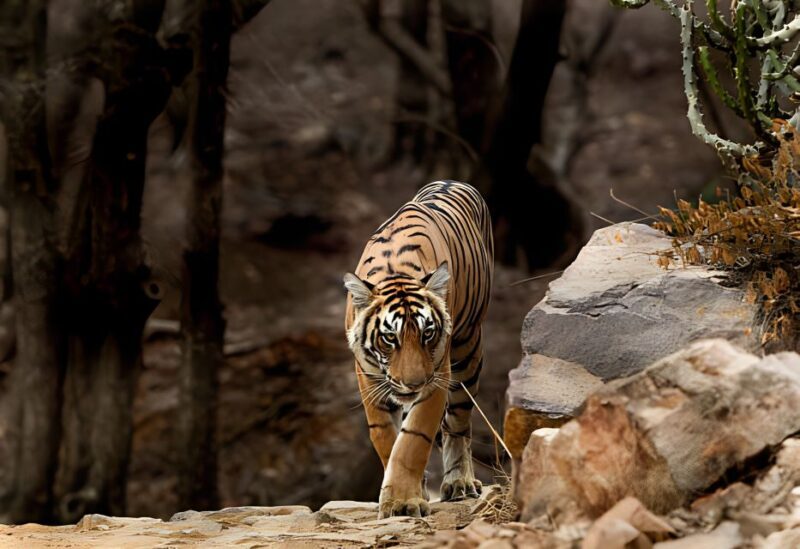 From Jaipur : 2 Days Ranthambore Tiger Safari Tour By Car - Things to Consider Before Booking