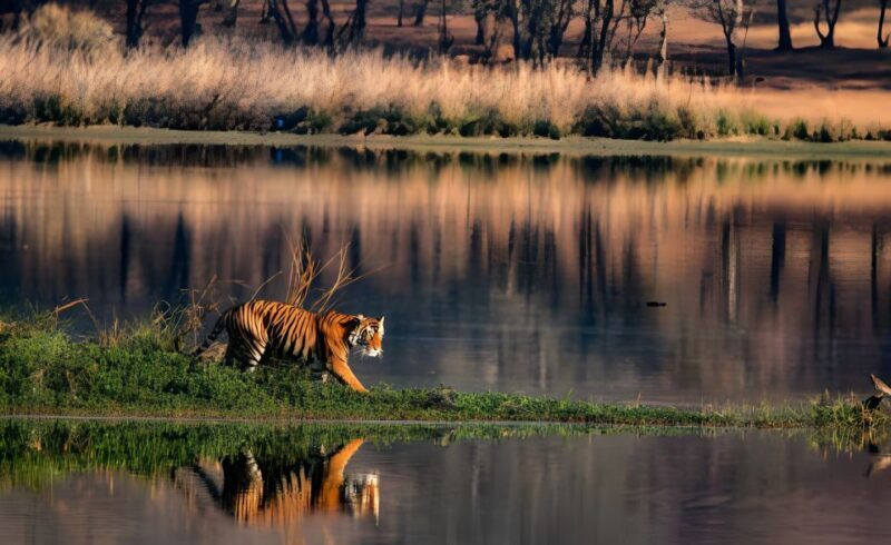 From Jaipur : 2 Days Ranthambore Tiger Safari Tour By Car - Who Is This Tour Best For?
