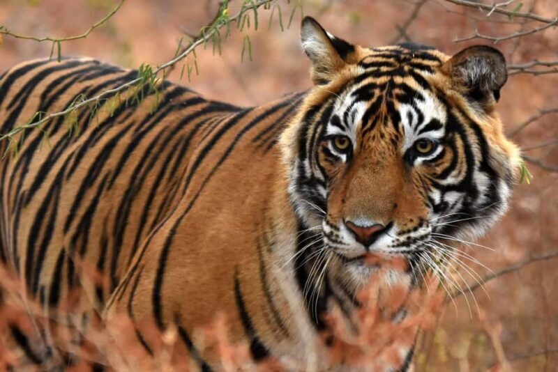 From Jaipur: One Day Trip to Ranthambore Tiger Safari - From Jaipur: One Day Trip to Ranthambore Tiger Safari