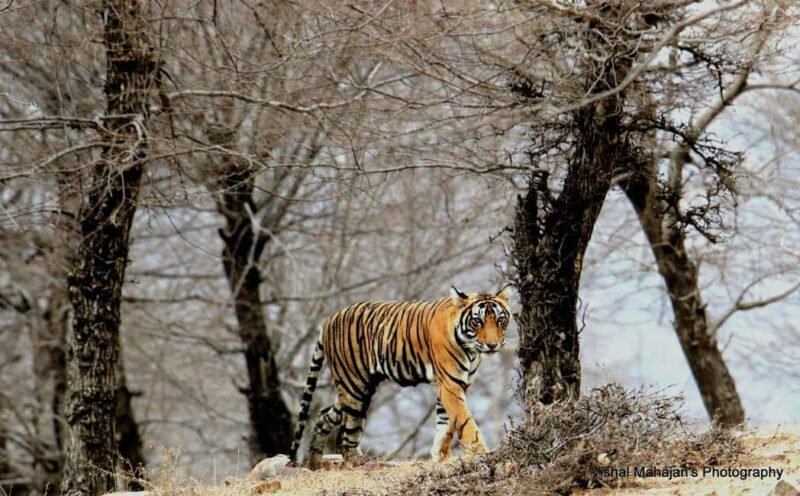 From Jaipur: One Day Trip to Ranthambore Tiger Safari - Key Points