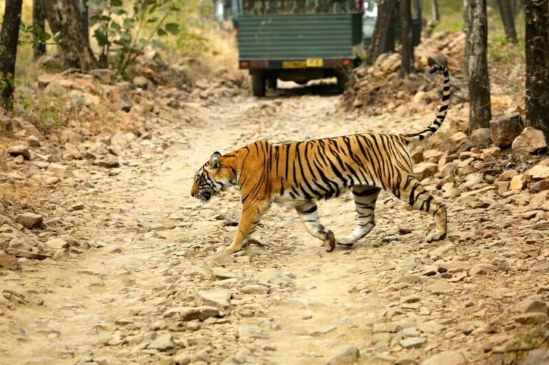 From Jaipur: One Day Trip to Ranthambore Tiger Safari - Value and Practical Considerations