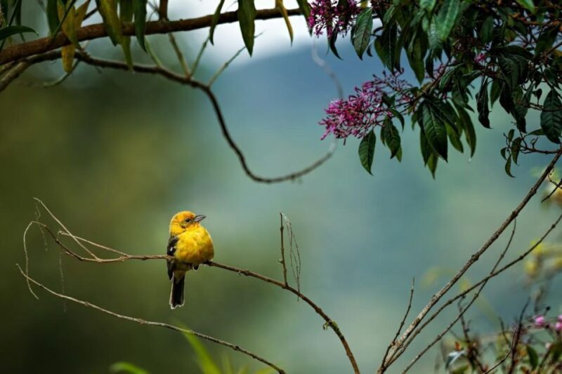 From Jaipur: One Day Trip to Ranthambore Tiger Safari - FAQs