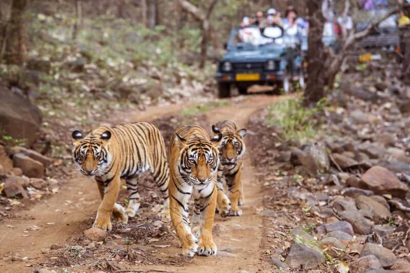 From Jaipur: Praivte Ranthambore Tour By Jeep Canter Safari - Key Points