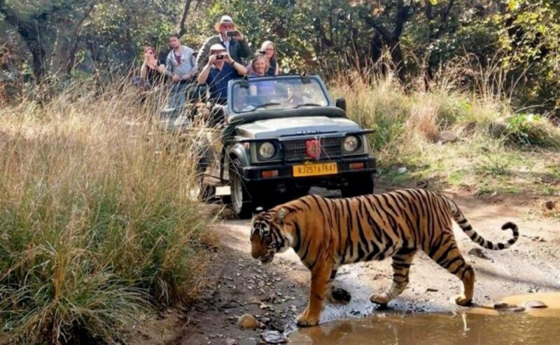 From Jaipur: Praivte Ranthambore Tour By Jeep Canter Safari - End of Safari and Return Journey