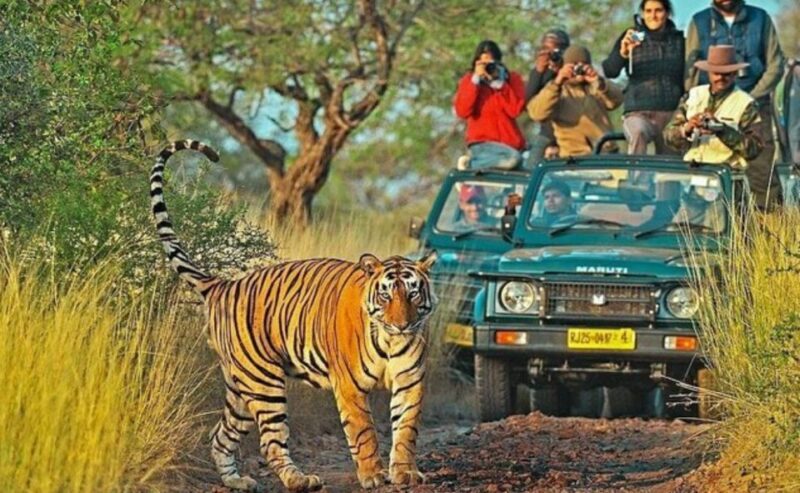 From Jaipur: Praivte Ranthambore Tour By Jeep Canter Safari - Final Thoughts on Value and Experience