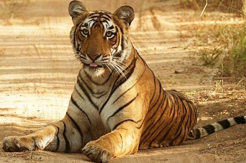 From Jaipur: Praivte Ranthambore Tour By Jeep Canter Safari - FAQ