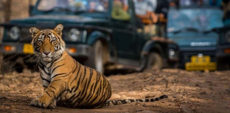 From Jaipur: Private Ranthambore Day Trip with Tiger Safari - Key Points