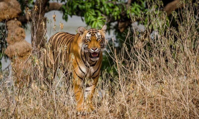 From Jaipur: Private Ranthambore Day Trip with Tiger Safari - An In-Depth Look at the Ranthambore Day Trip