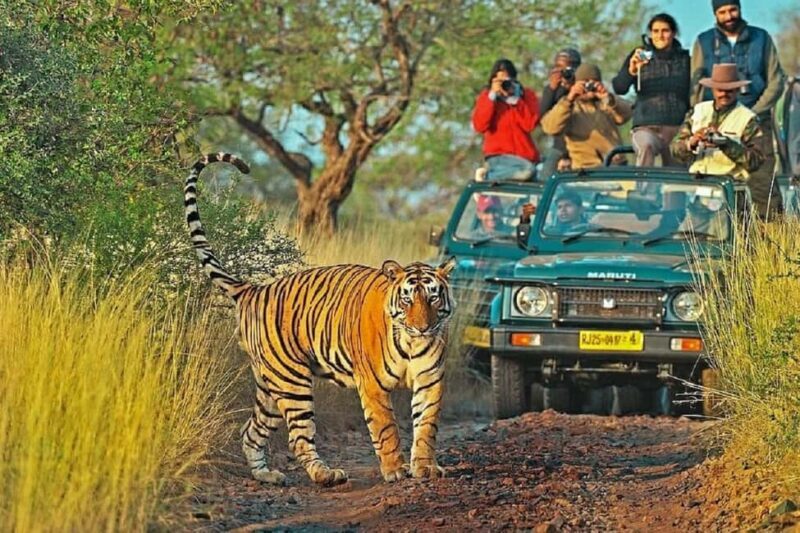 From Jaipur: Ranthambore National Park Day Tour with Safari - Key Points