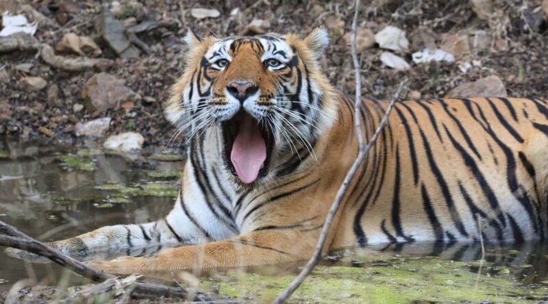 From Jaipur: Ranthambore National Park Day Trip with Safari - Key Points