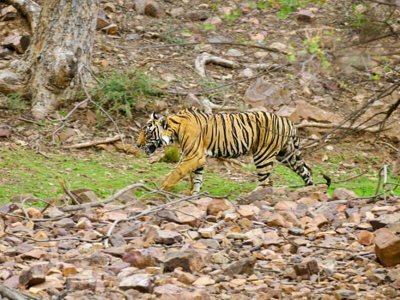 From Jaipur: Ranthambore National Park Day Trip with Safari - Final Thoughts: Is This Tour Right for You?