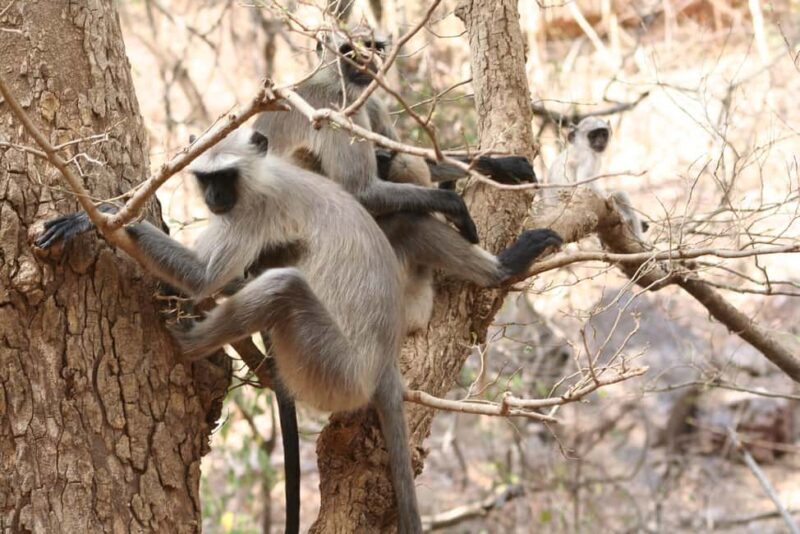 From Jaipur: Ranthambore National Park Day Trip with Safari - FAQ