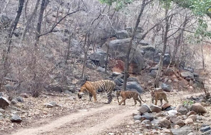 From Jaipur: Ranthambore National Park Day Trip with Safari - Final Words