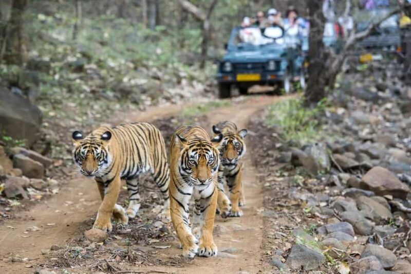 From Jaipur: Ranthambore National Park Day Trip with Safari - A Practical Guide to the Ranthambore Day Trip