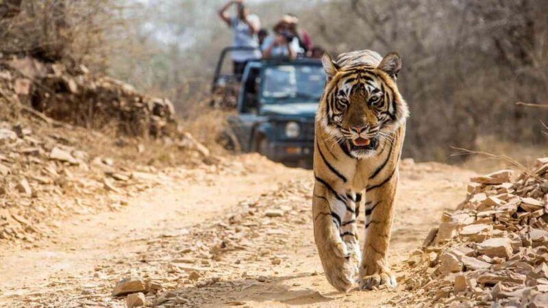 From Jaipur: Ranthambore National Park Day Trip with Safari - An In-Depth Look at the Ranthambore Day Trip