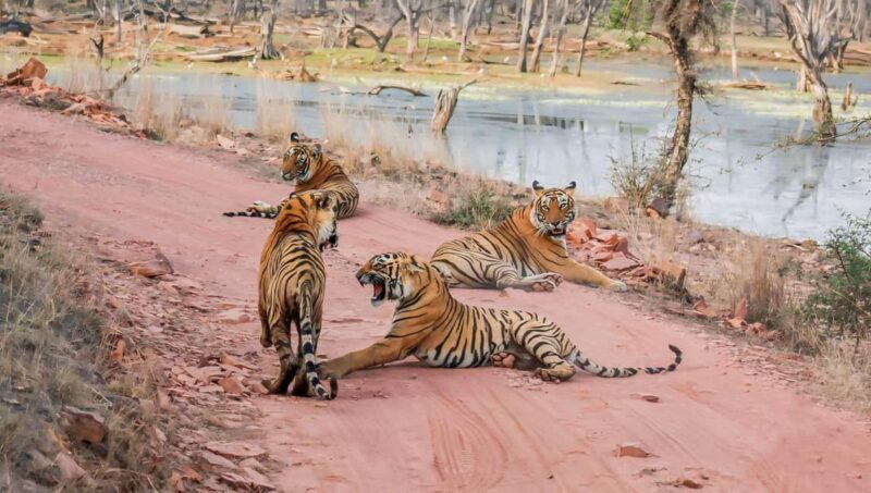 From Jaipur: Ranthambore National Park Day Trip with Safari - FAQ