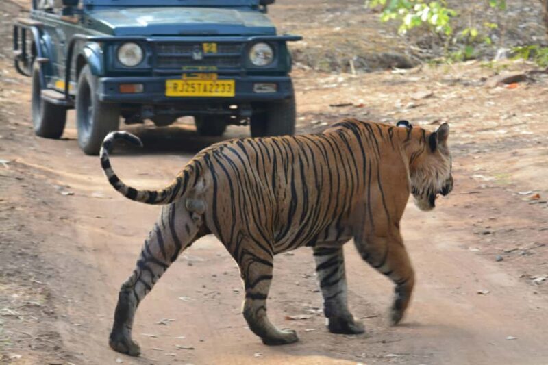From Jaipur: Ranthambore National Park Day Trip with Safari - An Unbiased Look at the Experience