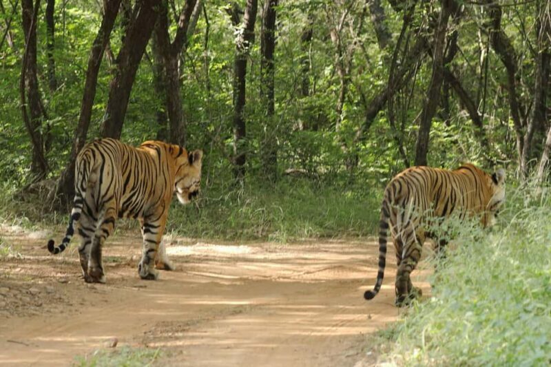 From Jaipur: Ranthambore National Park Day Trip with Safari - Who Is This Tour Best For?