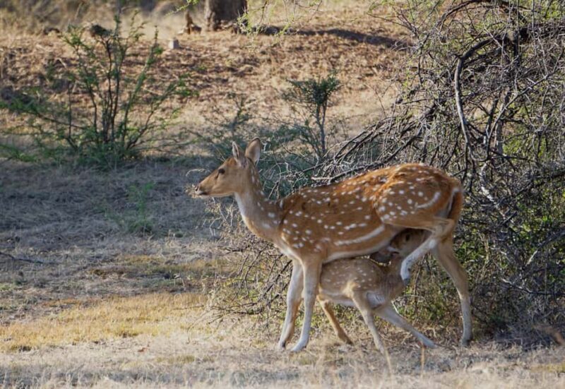 From Jaipur: Ranthambore National Park Day Trip with Safari - Final Thoughts