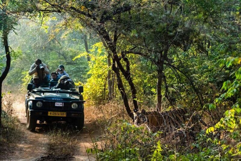From Jaipur: Ranthambore National Park Safari with Transfers - Practical Details and Tips for Your Safari Day