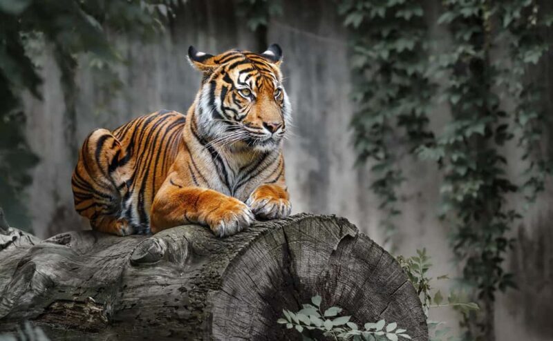 From Jaipur: Ranthambore National Park Safari with Transfers - Who Should Consider This Tour?