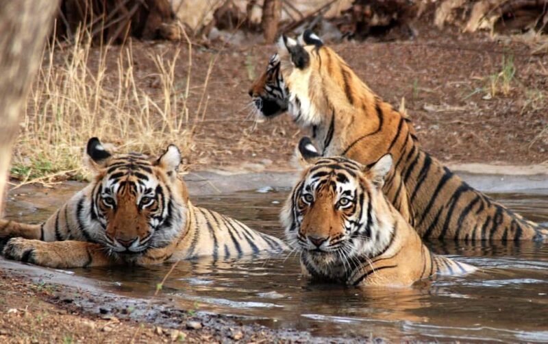 From Jaipur: Ranthambore National Park Safari with Transfers - The Sum Up