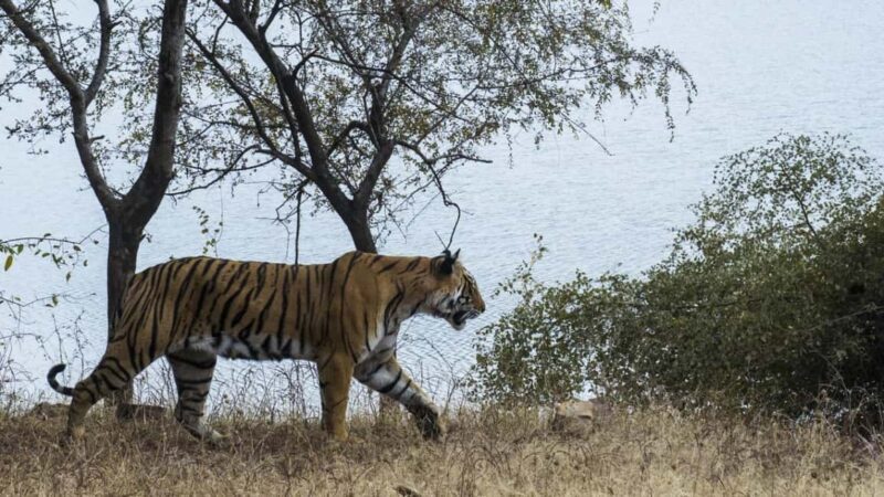 From Jaipur: Ranthambore National Park Safari with Transfers - Key Points